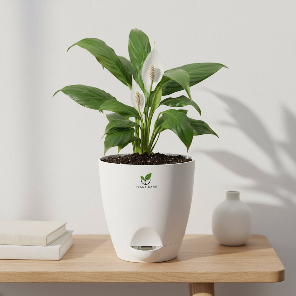 Peace Lily in Self-Watering Pot