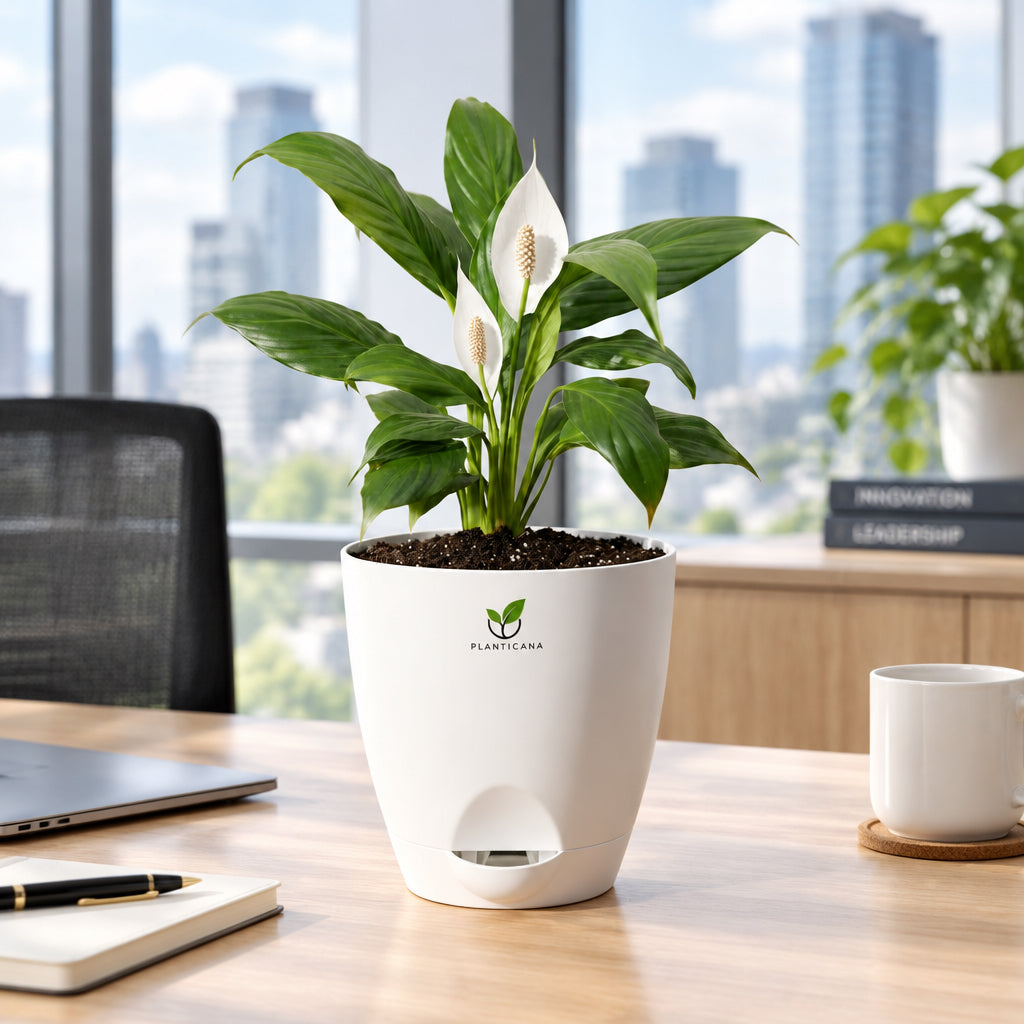 Peace Lily in Self-Watering Pot