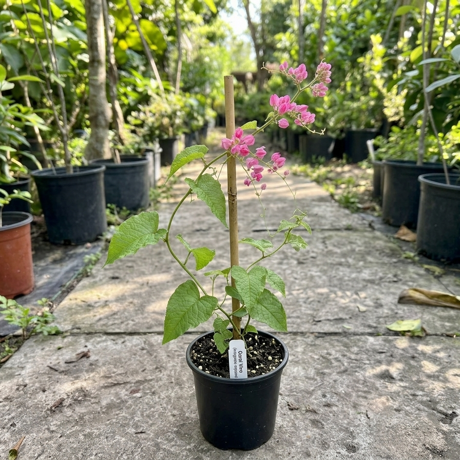 Coral Vine (Antigonon Leptopus) – Flowering Climber Plant