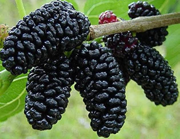 Black Beauty Mulberry Plant – Live Fruit Plant