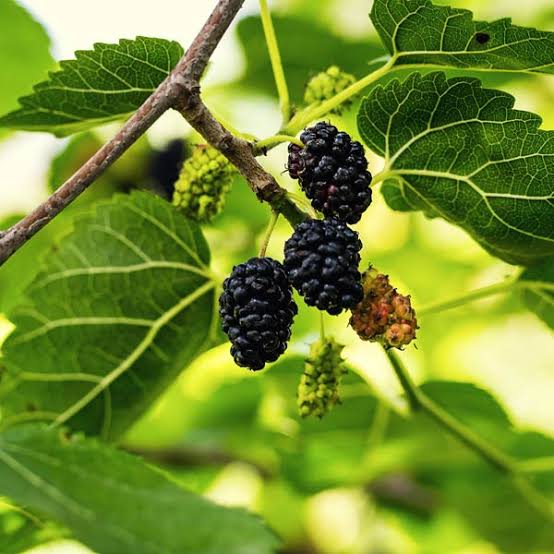 Black Beauty Mulberry Plant – Live Fruit Plant
