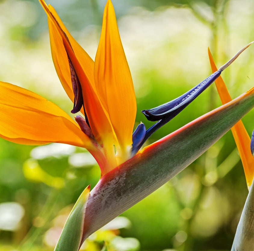 Tropical Paradise Plant – Bird of Paradise